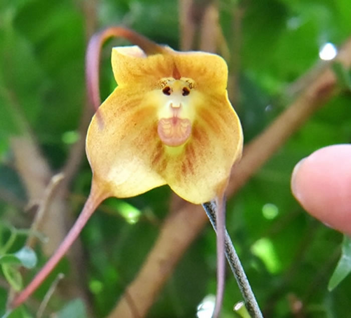 日本京都府立植物园温室大棚内“猴面小龙兰”开花