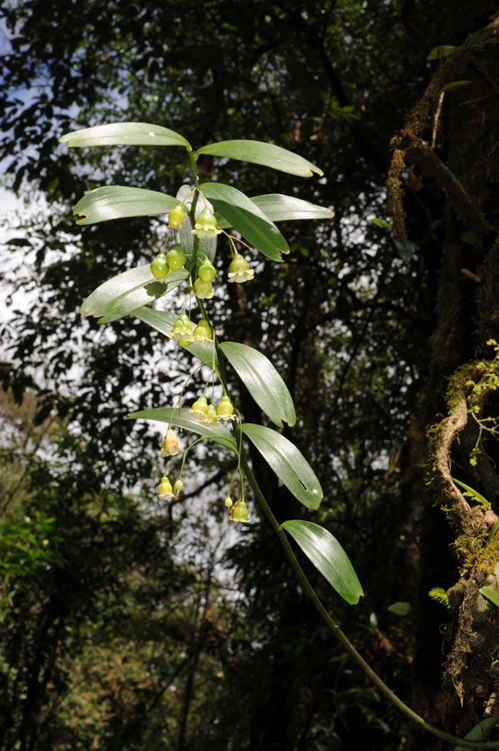 附生于大树上的钟花黄精（Polygonatum campanulatum G. W. Hu）