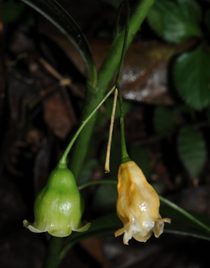 钟花黄精（Polygonatum campanulatum G. W. Hu）的花