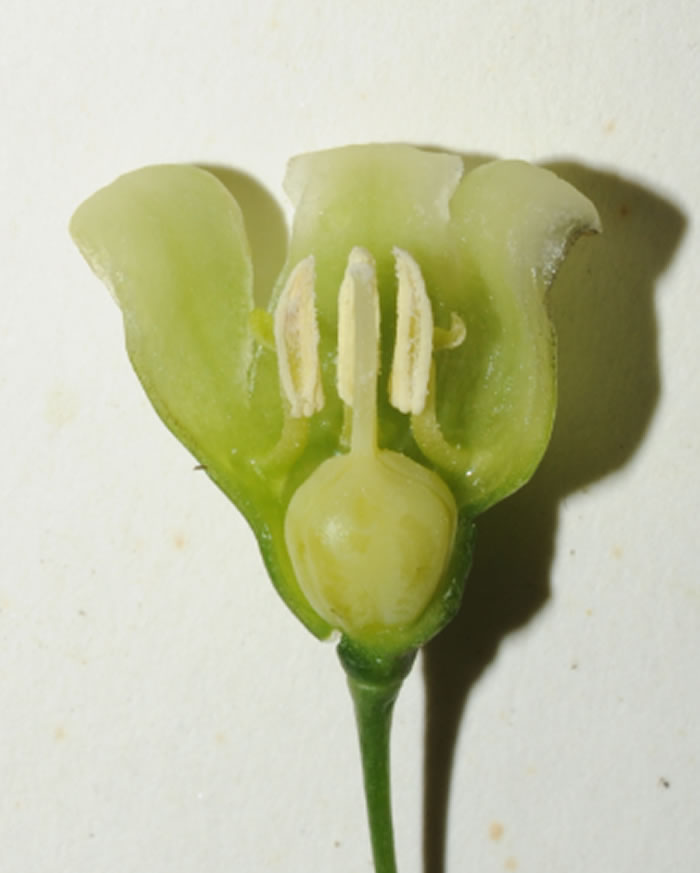 钟花黄精（Polygonatum campanulatum G. W. Hu）的花
