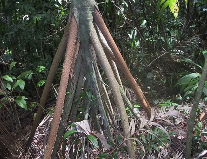 厄瓜多尔雨林中棕榈树Socratea exorrhiza或许是世界上唯一会移动的树