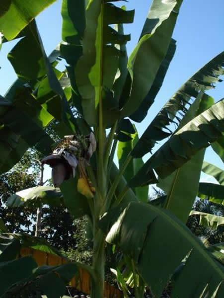 野蕉（Musa balbisiana Colla) 的大型叶片
