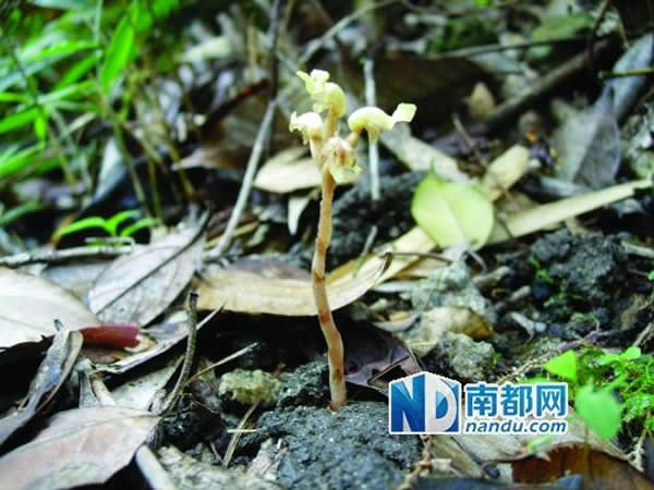 南岭叠鞘兰