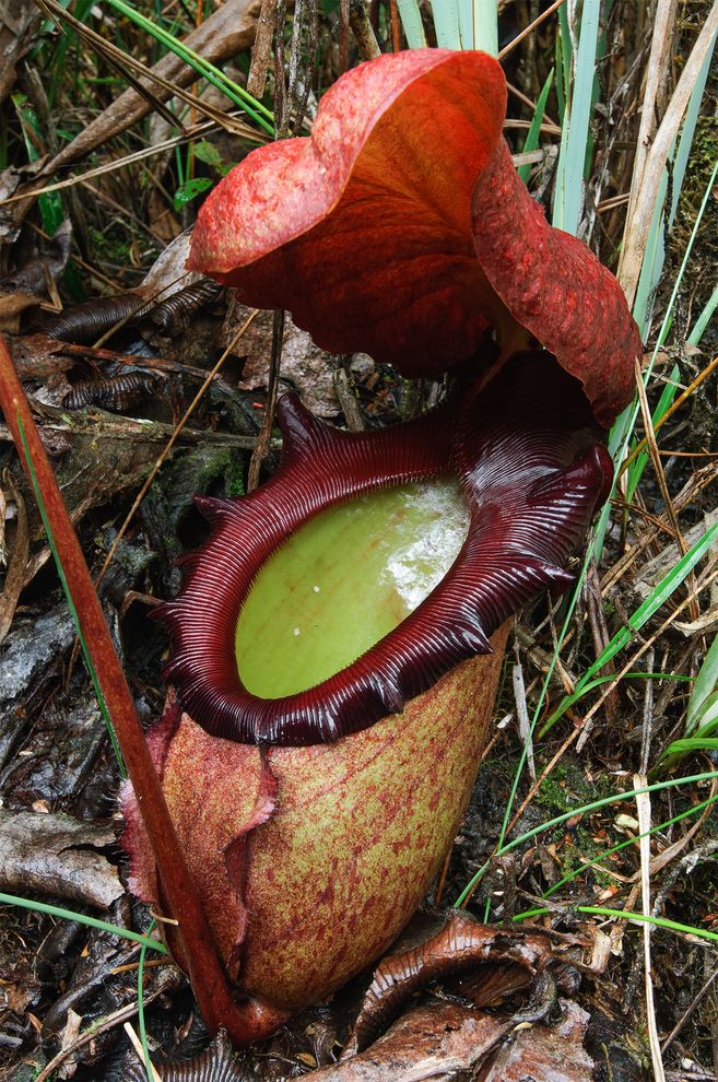 马来王猪笼草（Nepenthes rajah）可能是最巨大的肉食植物。图片摄于马来西亚的京那峇鲁国家公园。摄影：CH’IEN LEE, MINDEN PICTU