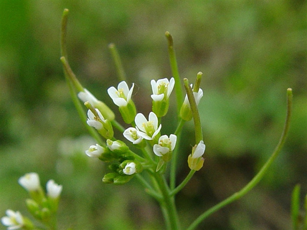 植物为什么会在不同季节开花？