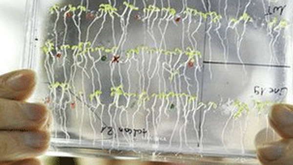 英国科学家发现植物天生具备数学能力