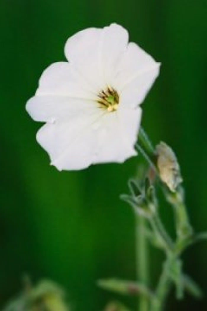 揭秘矮牵牛花的气味