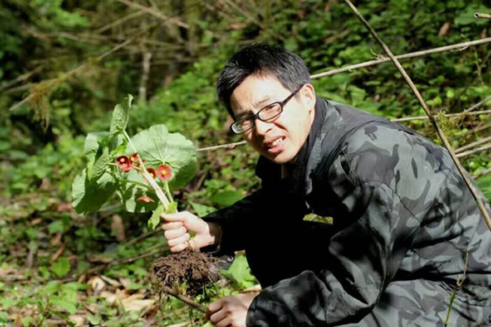 四川北川县小寨子沟国家级自然保护区发现一种新的植物：北川驴蹄草