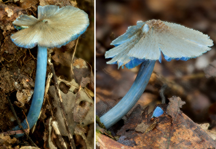 勐宋粉褶菌（Entoloma mengsongense），许建初研究组真菌团队拍摄 