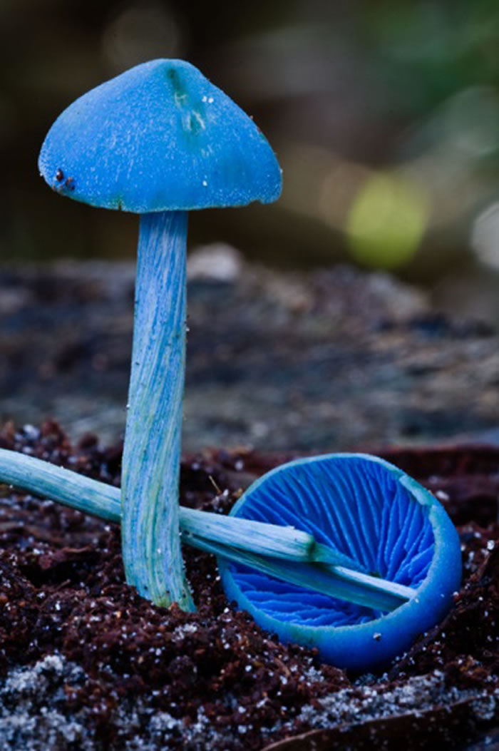 变绿粉褶菌（Entoloma virescens），图片来自Ian Dodd 