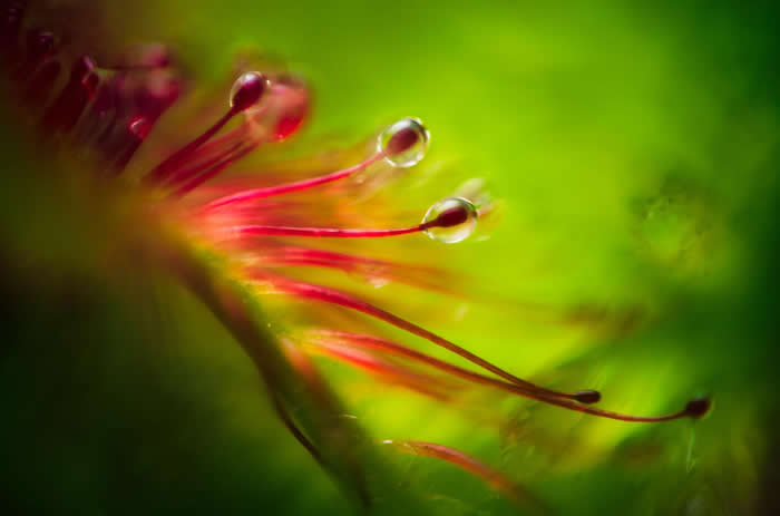 毛毡苔叶子上黏呼呼的物质有助于吸引与捕捉昆虫为食。 PHOTOGRAPH BY JONI NIEMELÄ