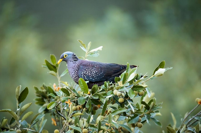 南非蒙塔古山道（Montagu Pass）的黄眼鸽（Columba arquatrix ）也曾为这个研究中的物种之一。 PHOTOGRAPH BY RICHAR