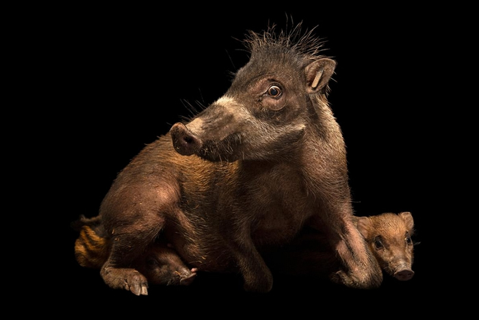 这是卷毛野猪的内格罗斯亚种。 母猪一年会产下二到三只猪崽。 PHOTOGRAPH BY JOEL SARTORE, NATIONAL GEOGRAPHIC PH
