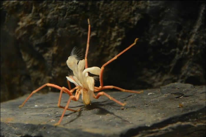 一只约15公分左右的南极海蜘蛛（Ammothea glacialis）身上长了好几只有柄藤壶（stalked barnacles），这重量负担使他走得相当辛苦。