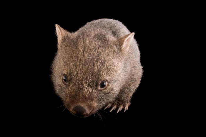 希尔斯维尔保护区（Healesville Sanctuary）里一只年轻的塔斯马尼亚袋熊（Vombatus ursinus tasmaniensus）。这种动物