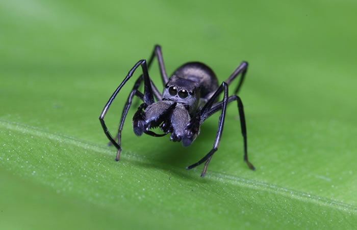 大蚁蛛（Toxeus magnus）