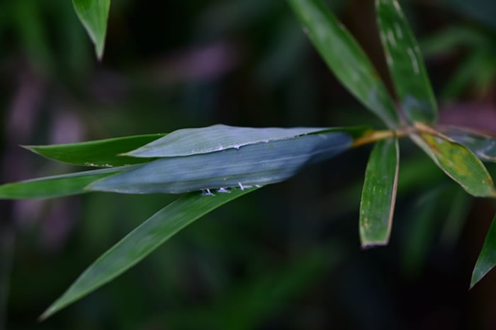 大蚁蛛（Toxeus magnus）的巢
