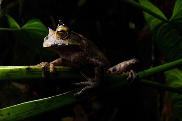 角囊蛙（Gastrotheca cornuta）是夜行性两生类，栖息在保存完好的热带雨林树冠层。由于栖地流失，它们愈来愈难以继续生活在厄瓜多西部，而栖地流失的主