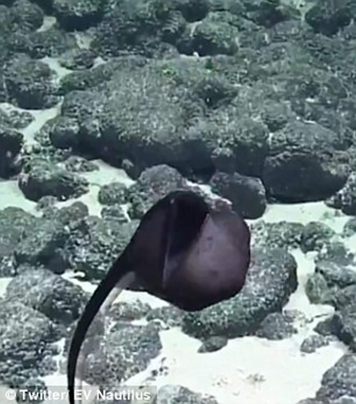 海洋研究团队The Nautilus Team拍摄到罕见海鳗视频——囊喉鱼（鹈鹕鱼）