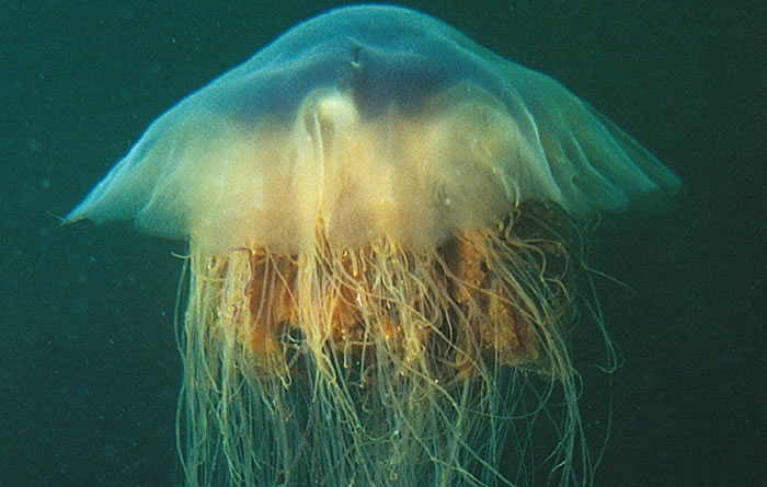 发形霞水母(Cyanea capillata)