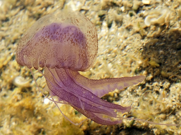 夜光游水母（Pelagia noctiluca）