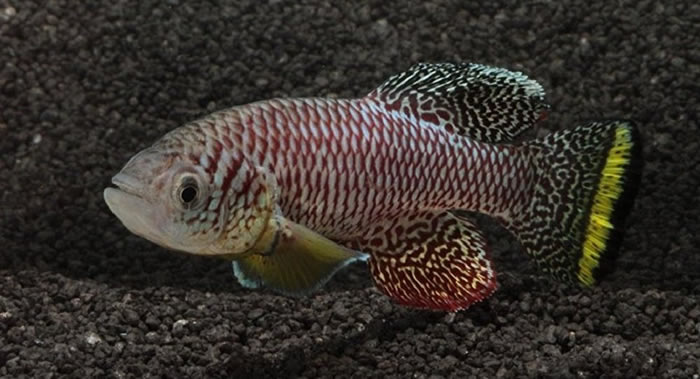 《当代生物学》：地球上生长最快的动物是非洲卵生鳉鱼