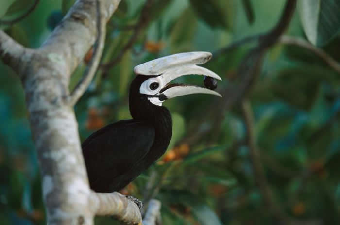 菲律宾普林塞萨港地下河国家公园（Puerto Princesa Subterranean River National Park）中，一只白嘴斑犀鸟（Palaw