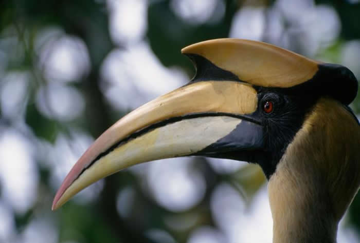 这只双角犀鸟摄于泰国的考艾国家公园（Khao Yai National Park）。 PHOTOGRAPH BY TIM LAMAN, NATIONAL GEO