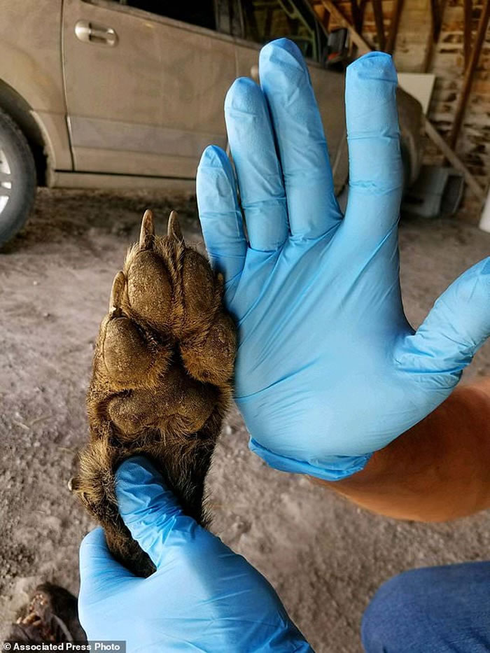 狼人还是卓柏卡布拉？美国蒙大拿州居民在自家牧场附近射杀神秘野生动物