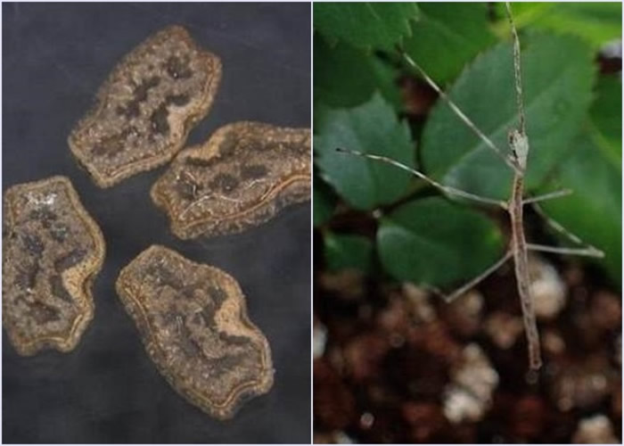 部分竹节虫卵（左图）可在鸟类的消化系统中存活，并随鸟粪排出体外及成功孵化。