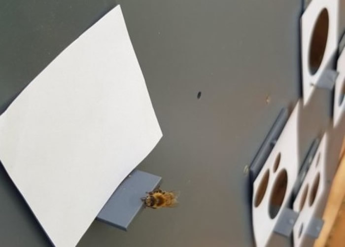研究人员以点上黑点的纸张和食物奖赏训练蜜蜂。