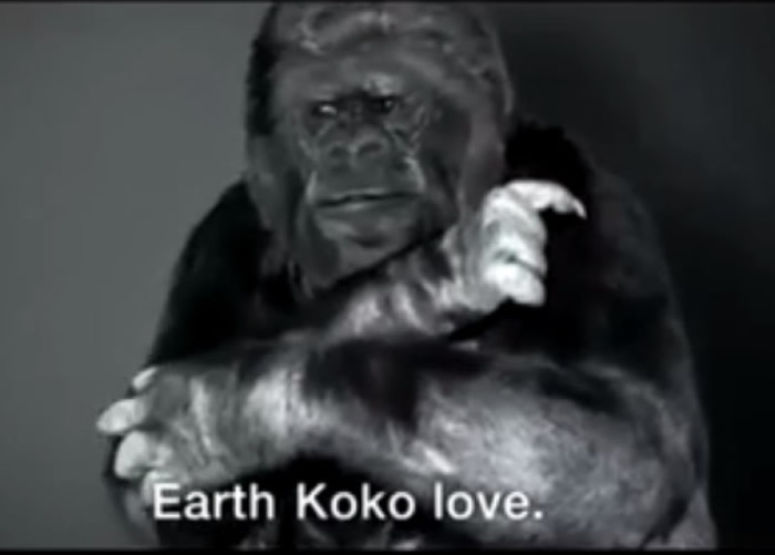 科科曾拍摄手语短片，呼吁民众爱护地球。