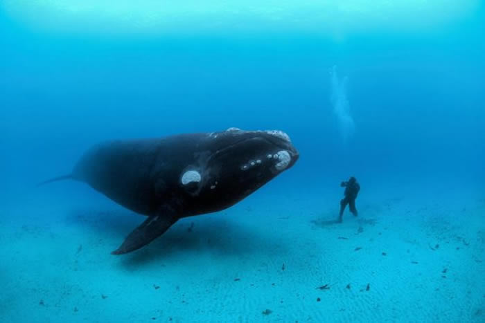 一头南露脊鲸在新西兰奥克兰群岛外接近一名潜水员。 PHOTOGRAPH BY BRIAN J. SKERRY, NATIONAL GEOGRAPHIC CREA