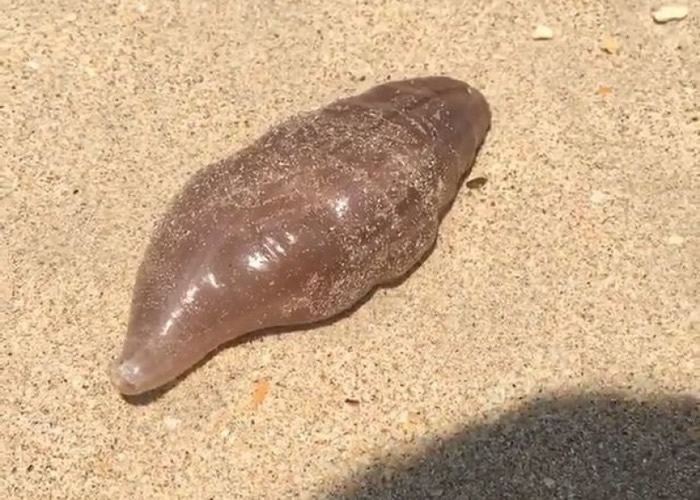 英国游客在泰国兰塔岛海滩发现外表似海参的神秘海洋生物