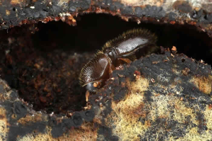 一只雌性小粒绒盾小蠹挖掘隧道，通过人造基质。 PHOTOGRAPH BY GERNOT KUNZ, INSTITUTE OF ZOOLOGY, UNIVERSI
