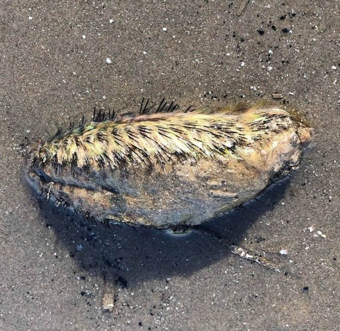 之前也曾在海岸边发现皮肤覆盖着黑色尖刺的神秘物种。