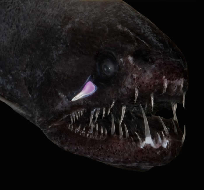 单须刺巨口鱼（threadfin dragonfish）生活在东大西洋深度3200公尺以下的海里。 PHOTOGRAPH BY SONKE JOHNSEN