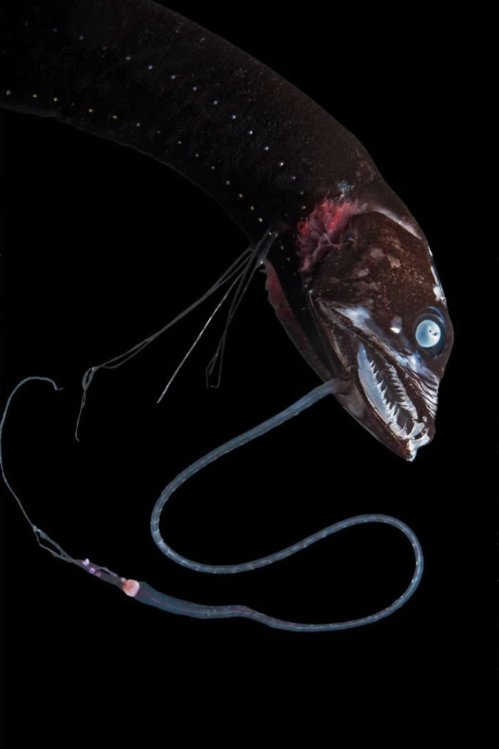 太平洋真巨口鱼（Eustomias pacificus） 是一种生活在夏威夷群岛附近海域的巨口鱼。 PHOTOGRAPH BY SONKE JOHNSEN