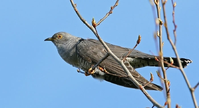 《Journal of Field Ornithology》：俄罗斯杜鹃扩张栖息地到阿拉斯加