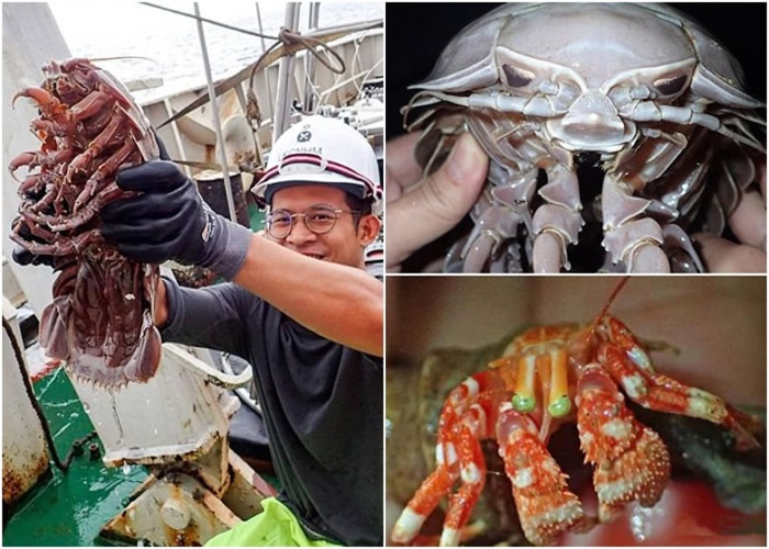 科学家前往印度洋探索发现大批珍贵海洋生物