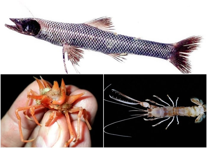 科学家前往印度洋探索发现大批珍贵海洋生物