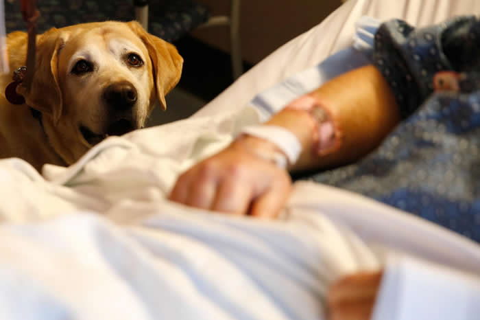 一只名叫塔克（Tucker）的治疗犬在2018年3月6日于波士顿麻省总医院（Massachusetts General Hospital）陪伴病患吉姆．考利（J