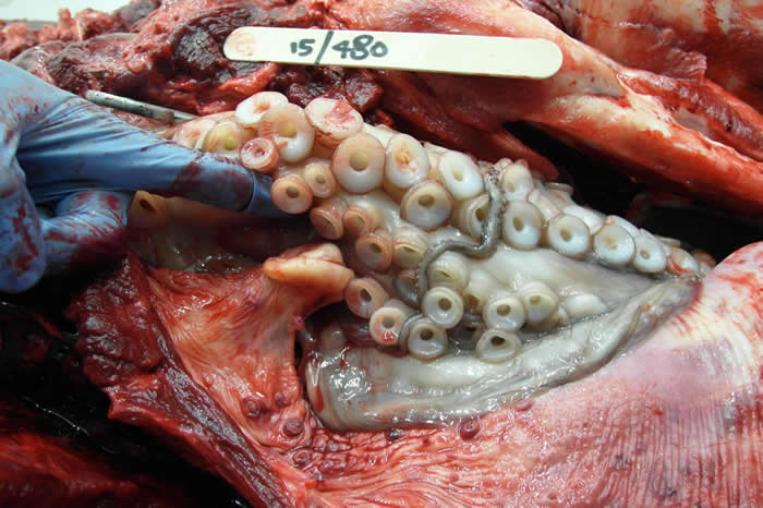 这张尸体解剖的照片显示章鱼卡在海豚的喉部。 PHOTOGRAPH BY DR NAHIID STEPHENS, MARINE MAMMAL SCIENCE
