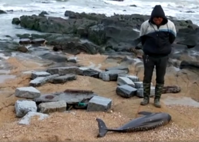 有市民在小岞海滩上发现有“水中大熊猫”之称的江豚。