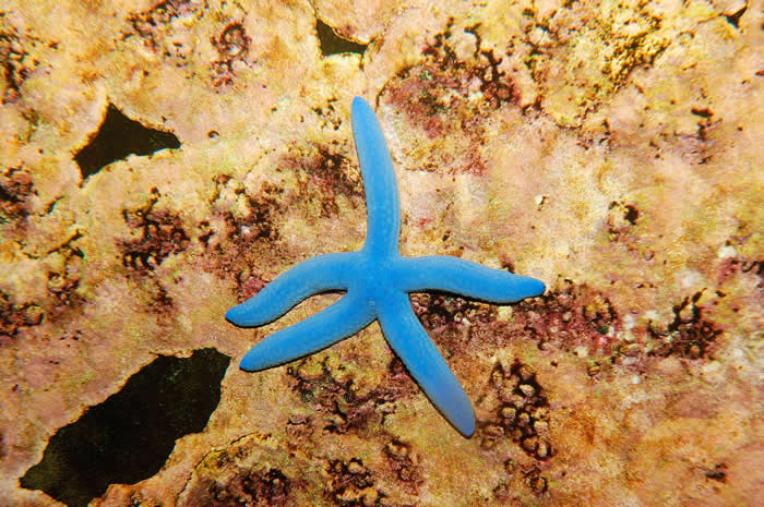 科学家说，海星用眼睛让自己待在家附近，例如这只蓝指海星。 PHOTOGRAPH BY ARCO IMAGES GMBH, ALAMY