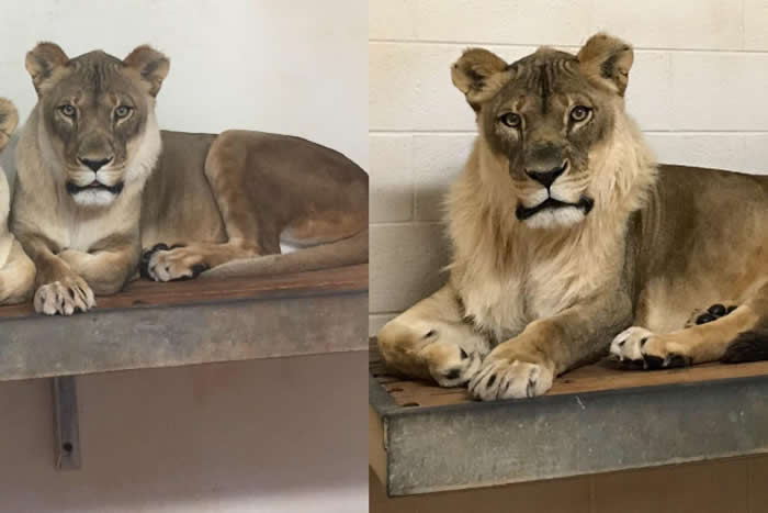 布莉姬于去年3月至11月间长出鬃毛，兽医仍不确定原因。 PHOTOGRAPH BY AMANDA SORENSON, OKLAHOMA CITY ZOO