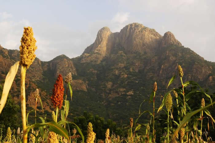 来自欧洲的姬红蛱蝶可能常在查德中部的格拉山脉（Guera Mountains）繁殖。 PHOTOGRAPH BY GERARD TALAVERA, NATION