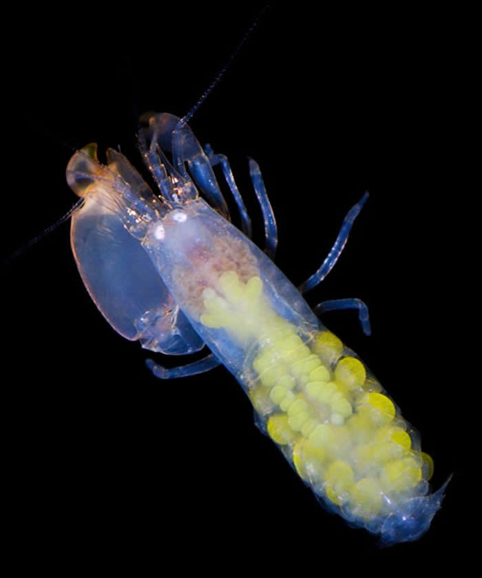 目前已知有七或八种真社会性的枪虾。 PHOTOGRAPH BY KENNETH MACDONALD, SMITHSONAIN