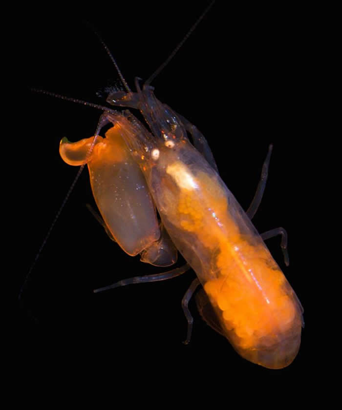 我们对枪虾如何组成虾群、寿命多长依然未知。 PHOTOGRAPH BY KENNETH MACDONALD, SMITHSONAIN