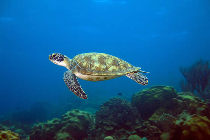 一只绿蠵龟（Chelonia mydas）游过加勒比海南部的珊瑚礁，这种海龟是濒危物种。 PHOTOGRAPH BY GEORGE GRALL, NATIONA